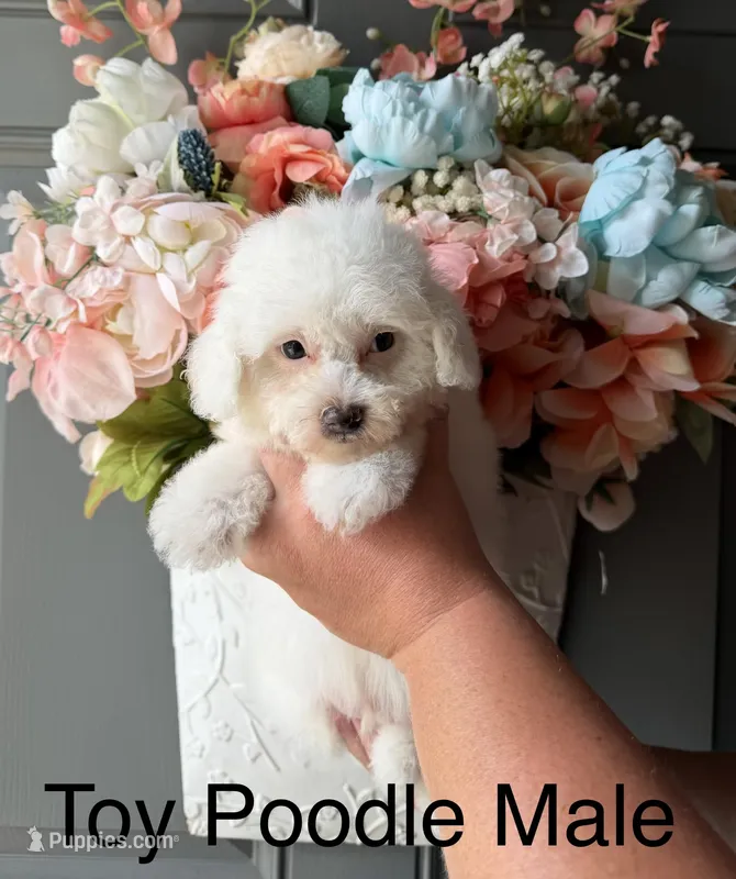 LOUIE – Poodle - Toy  puppy for sale in Locust, NC