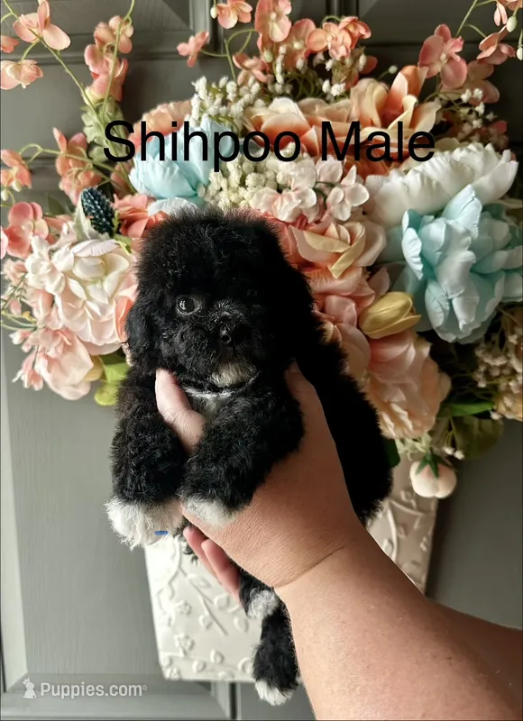 COOP – Shihpoo puppy for sale in Locust, NC