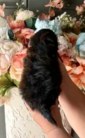 MEG, a female Shihpoo for sale in Locust, NC – 2 of 2