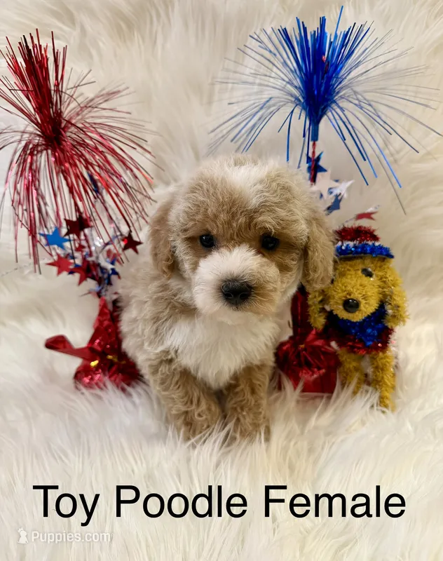 RUBY – Poodle - Toy  puppy for sale in Locust, NC