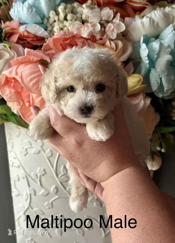 Noah, a male Maltipoo for sale in Locust, NC – Photo 1 of 2