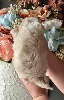 Noah, a male Maltipoo for sale in Locust, NC – Photo 2 of 2