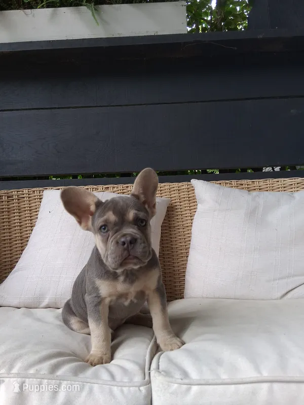 Willow – French Bulldog puppy for sale in Millersburg, OH