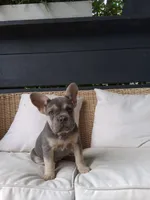 Willow, a female French Bulldog for sale in Millersburg, OH – 1 of 3
