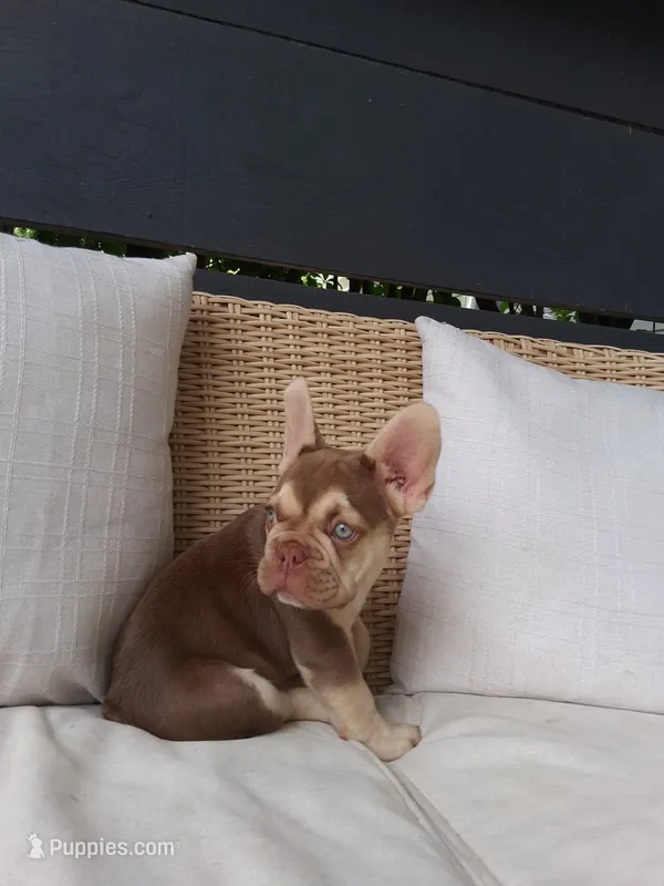 Chance – French Bulldog puppy for sale in Millersburg, OH