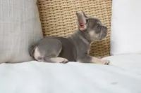 Savannah, a female French Bulldog for sale in Millersburg, OH – 3 of 3
