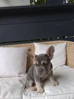 Willow, a female French Bulldog for sale in Millersburg, OH – 3 of 3