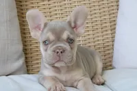 Lassie, a female French Bulldog for sale in Millersburg, OH – 3 of 3