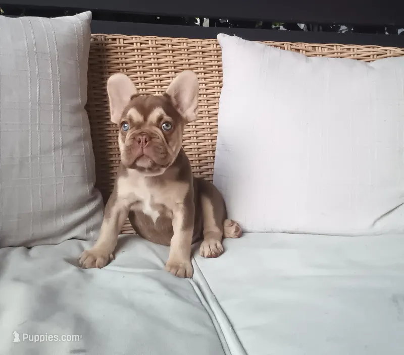 Chance – French Bulldog puppy for sale in Millersburg, OH