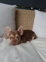 Chance, a male French Bulldog for sale in Millersburg, OH – 3 of 3