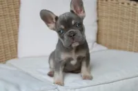 Savannah, a female French Bulldog for sale in Millersburg, OH – 2 of 3