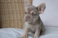Lassie, a female French Bulldog for sale in Millersburg, OH – 2 of 3