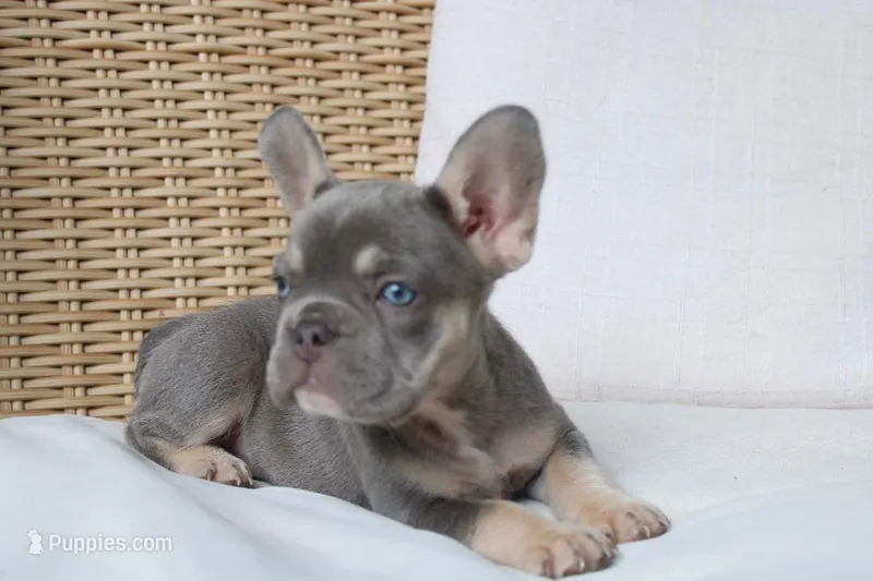 Savannah – French Bulldog puppy for sale in Millersburg, OH
