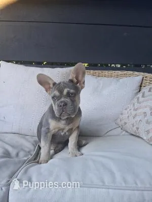 Willow – French Bulldog puppy for sale in Millersburg, OH