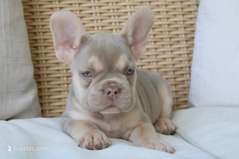 Lassie – French Bulldog puppy for sale in Millersburg, OH
