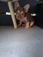 Chance, a male French Bulldog for sale in Millersburg, OH – 2 of 3