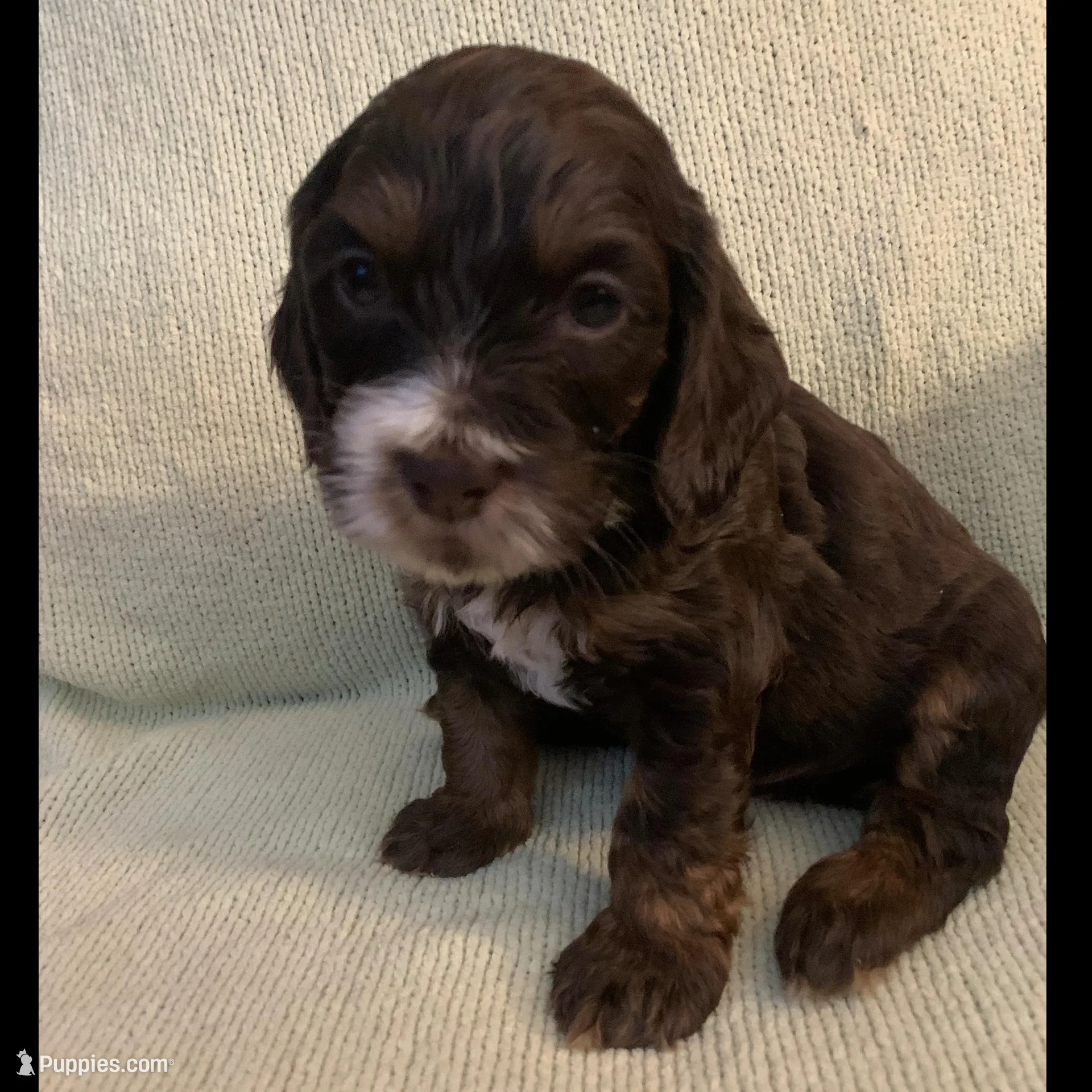 Male 2, a male Cockapoo for sale in Yarmouth, MA – Photo 3 of 7