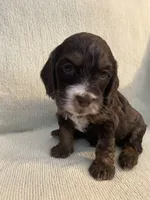 Male 2, a male Cockapoo for sale in Yarmouth, MA – Photo 1 of 7