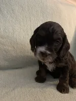 Male 2, a male Cockapoo for sale in Yarmouth, MA – Photo 4 of 7