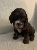 Male 2, a male Cockapoo for sale in Yarmouth, MA – Photo 2 of 7