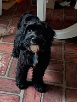 Molly, a female Cockapoo for sale in Yarmouth, MA – 2 of 4
