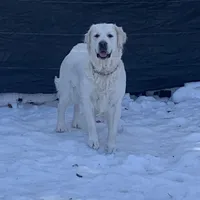 Reagan  (pet only), a female Golden Retriever and English Cream Golden Retriever for sale in Yarmouth, MA – Photo 6 of 9