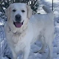 Reagan  (pet only), a female Golden Retriever and English Cream Golden Retriever for sale in Yarmouth, MA – Photo 3 of 9
