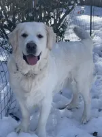 Reagan , a female Golden Retriever and English Cream Golden Retriever for sale in Yarmouth, MA – Photo 3 of 7