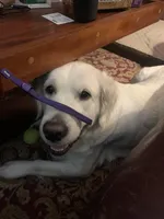 Reagan  (pet only), a female Golden Retriever and English Cream Golden Retriever for sale in Yarmouth, MA – Photo 9 of 9