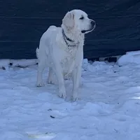 Reagan  (pet only), a female Golden Retriever and English Cream Golden Retriever for sale in Yarmouth, MA – Photo 5 of 9