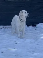 Reagan , a female Golden Retriever and English Cream Golden Retriever for sale in Yarmouth, MA – Photo 5 of 7