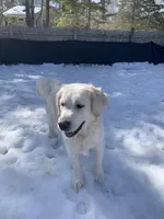 Reagan  (pet only), a female Golden Retriever and English Cream Golden Retriever for sale in Yarmouth, MA – Photo 8 of 9