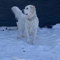 Reagan  (pet only), a female Golden Retriever and English Cream Golden Retriever for sale in Yarmouth, MA – Photo 4 of 9