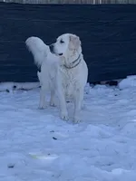 Reagan , a female Golden Retriever and English Cream Golden Retriever for sale in Yarmouth, MA – Photo 4 of 7