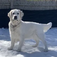Reagan  (pet only), a female Golden Retriever and English Cream Golden Retriever for sale in Yarmouth, MA – Photo 7 of 9