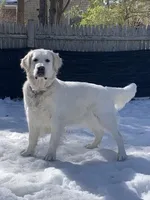 Reagan , a female Golden Retriever and English Cream Golden Retriever for sale in Yarmouth, MA – Photo 7 of 7