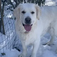 Reagan  (pet only), a female Golden Retriever and English Cream Golden Retriever for sale in Yarmouth, MA – Photo 1 of 9
