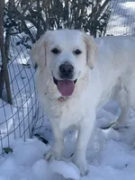 Reagan , a female Golden Retriever and English Cream Golden Retriever for sale in Yarmouth, MA – Photo 1 of 7