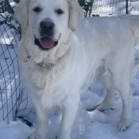 Reagan  (pet only), a female Golden Retriever and English Cream Golden Retriever for sale in Yarmouth, MA – Photo 2 of 9