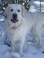 Reagan , a female Golden Retriever and English Cream Golden Retriever for sale in Yarmouth, MA – Photo 2 of 7