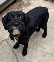 Molly, a female Cockapoo for sale in Yarmouth, MA – 1 of 1