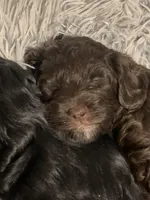 Male 1, a male Cockapoo for sale in Yarmouth, MA – Photo 5 of 10