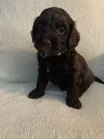 Male 1, a male Cockapoo for sale in Yarmouth, MA – Photo 2 of 10