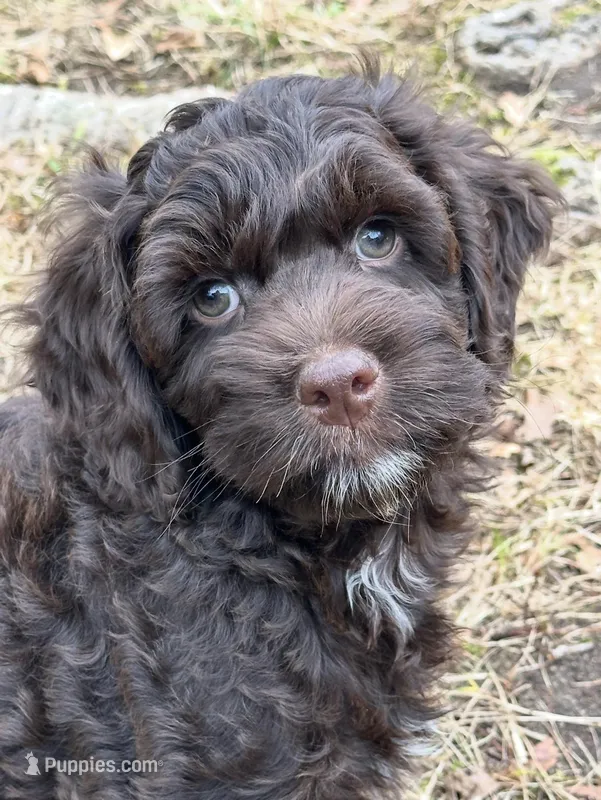 Male 1 – Cockapoo puppy for sale in Yarmouth, MA