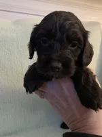 Male 1, a male Cockapoo for sale in Yarmouth, MA – Photo 1 of 10