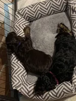 Male 1, a male Cockapoo for sale in Yarmouth, MA – Photo 8 of 10