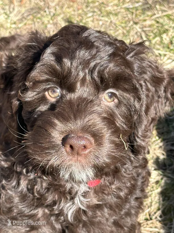 Male 1 – Cockapoo puppy on hold in Yarmouth, MA