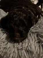 Male 1, a male Cockapoo for sale in Yarmouth, MA – Photo 6 of 10