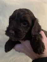 Male 1, a male Cockapoo for sale in Yarmouth, MA – Photo 3 of 10