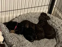 Male 1, a male Cockapoo for sale in Yarmouth, MA – Photo 7 of 10